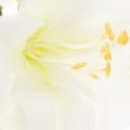 Flor artificial de amarílis branca, com haste, para o Advento e Natal, 50 cm | Floristik24.pt