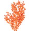 Floristik24 Ramo de flores de aspargo secas, tingidas, 65 cm, 80 g
