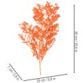 Ramo de flores de aspargo secas, tingidas, 65 cm, 80 g | Floristik24.pt