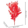 Maço de aspargos secos para arranjos florais, 65 cm, 80 g | Floristik24.pt