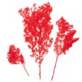 Maço de aspargos secos para arranjos florais, 65 cm, 80 g | Floristik24.pt