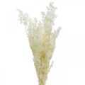 Floristik24 Aspargos decoração seca grama ornamental seca branca 80g