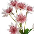 Floristik24 Grande Masterwort Artificial Astrania Silk Flower Branco Rosa L61cm