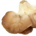 Floristik24 Cogumelo-ostra cogumelo decorativo marrom 12cm x 19cm
