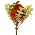 Floristik24 Banksia Baxterii Laranja 8 unidades
