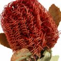 Floristik24 Banksia Baxteri Exótica Banksia Flores Secas Vermelhas 10 peças