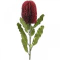 Floristik24 Flor Artificial Banksia Vermelho Borgonha Exóticos Artificiais 64cm