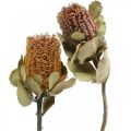 Floristik24 Banksia coccinea flores secas natureza 10pcs