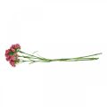 Floristik24 Flores artificiais doces William rosa cravos 55 cm pacote de 3 peças