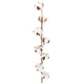 Floristik24 Ramo artificial de algodão com 8 flores naturais, 78 cm
