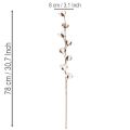 Ramo artificial de algodão com 8 flores naturais, 78 cm | Floristik24.pt