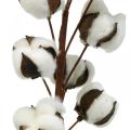 Floristik24 Ramo de algodão decoração natural 10 cabeças em fio decoração algodão 68cm