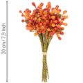 Cacho de bagas laranja, com 20 cm de comprimento. | Floristik24.pt
