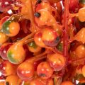 Cacho de bagas laranja, com 20 cm de comprimento. | Floristik24.pt