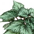 Floristik24 Arbusto de begônia artificial planta artificial verde 34cm