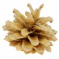 Floristik24 Pinhas da montanha Pinus mugo creme 2-5cm 1kg