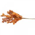 Floristik24 Plantas artificiais decoração de outono ramo artificial folhas laranja 46cm