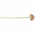 Floristik24 Allium rosa artificial 55cm