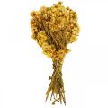 Floristik24 Mini flor de palha flores secas amarelas ramo buquê seco Alt.20cm 15g