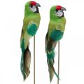 Floristik24 Pássaro de flor, papagaio deco verde 23×4,5×5,5cm 6uds