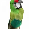 Floristik24 Pássaro de flor, papagaio deco verde 23×4,5×5,5cm 6uds