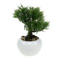 Floristik24 Árvore de bonsai em um vaso H20cm