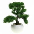 Floristik24 Árvore de bonsai em vaso de cerâmica Pinho japonês Alt.36cm