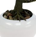 Floristik24 Árvore de bonsai em um vaso 19cm 1p