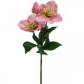 Floristik24 Rosa de Natal, rosa quaresmal, heléboro, plantas artificiais rosa L34cm 4pcs