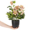 Planta artificial de heléboro em vaso, rosa de Natal, para decoração de casa, 50 cm | Floristik24.pt
