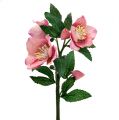 Floristik24 Rosa de natal rosa C22cm 1p
