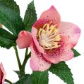 Floristik24 Rosa de natal rosa C22cm 1p