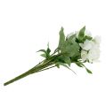 Floristik24 Bouquet de rosas de natal creme de 39cm