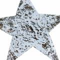 Floristik24 Coco estrela branco lavado 10 cm 20 unidades