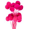 Floristik24 Arranjo de flores secas de Craspedia para arranjos florais, 55 cm, 20 peças