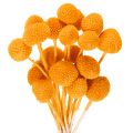 Floristik24 Buquê de flores secas de Craspedia, 55cm, 20 peças