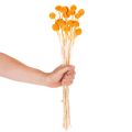 Buquê de flores secas de Craspedia, 55cm, 20 peças | Floristik24.pt