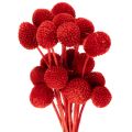 Floristik24 Flores de Craspedia secas e tingidas, com hastes longas, 55 cm, 20 peças.
