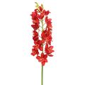 Floristik24 Orquídea Cymbidium Vermelho 78cm