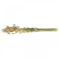 Floristik24 Lagurus secos, flores secas de Lagurus, grama natural de Lagurus C30–70cm 45g
