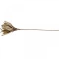 Floristik24 Deco flor de lótus artificial flor de lótus artificial bege L68cm