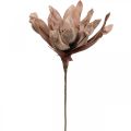 Floristik24 Deco flor de lótus artificial flor de lótus artificial flor marrom L68cm