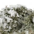 Floristik24 Cinza musgo decorativo coberto de neve 500g