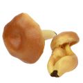 Floristik24 Cogumelos decorativos misturam marrom claro 8cm - 11cm 13pcs