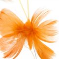 Floristik24 Borboletas em tons de laranja, decoração de primavera Borboletas de penas em fio 6pcs