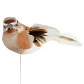 Floristik24 Pássaro decorativo para furar marrom 10cm 12pcs