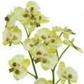 Floristik24 Mini orquídea verde claro com globo 30cm
