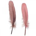 Floristik24 Penas decorativas para artesanato Penas de pássaros reais rosa escuro 20g