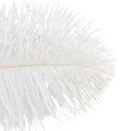Floristik24 Penas decorativas de avestruz, penas reais, brancas, 38-40cm, 2 peças