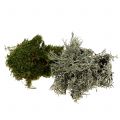 Floristik24 Mistura decorativa de musgo natural, verde 500g